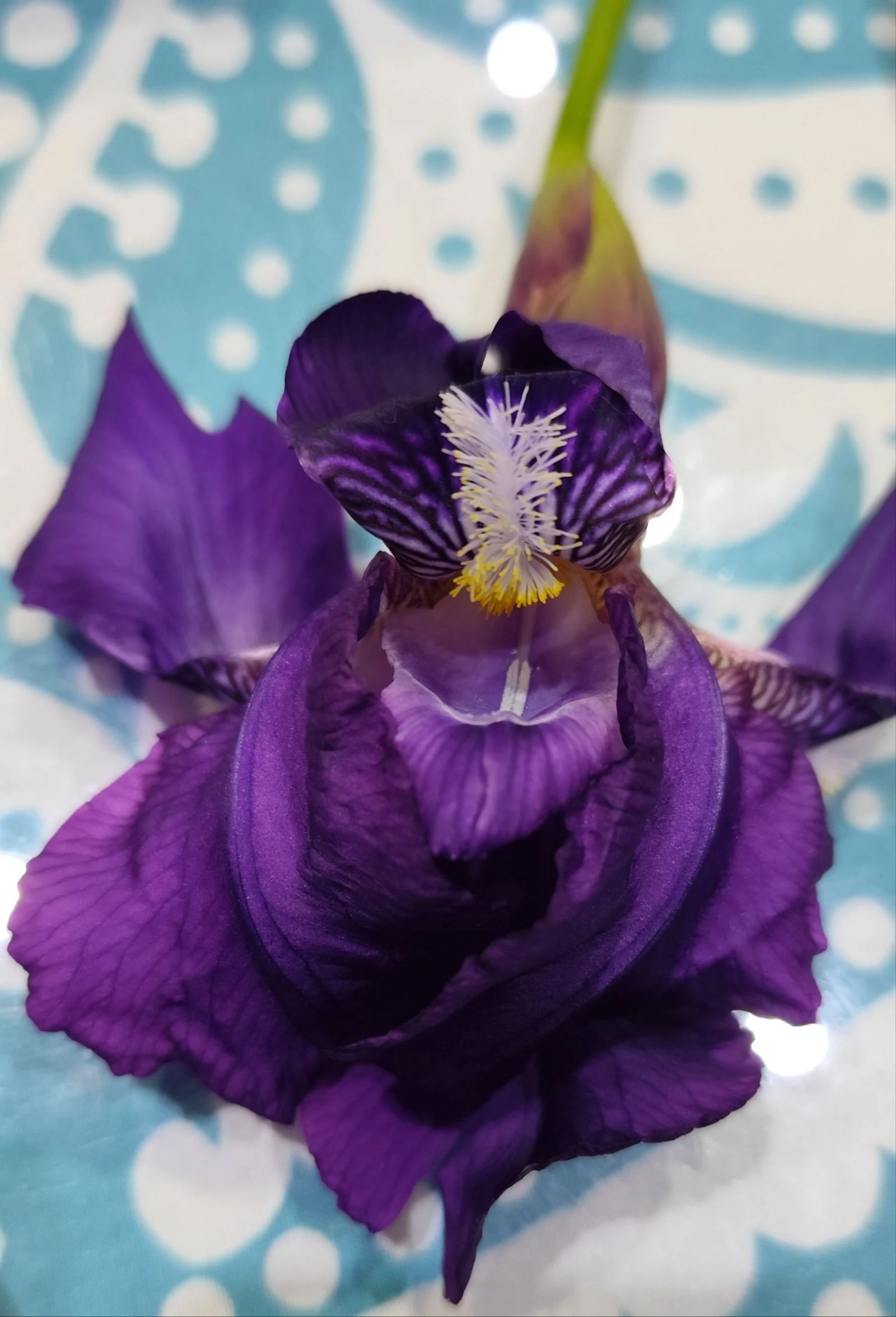 Brincos #XXL #Flores Azuis 💙💙 – photo 16